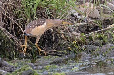 Bittern,Little