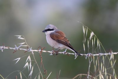 Shrike,Red-backed 