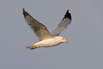 Yellow-legged Gull.    Lesvos,Greece