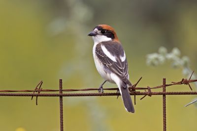 Shrike,Woodchat