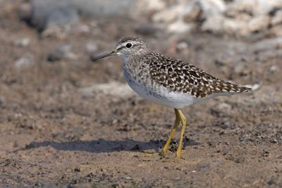 Wood Sandpiper  Lesvos,Greece