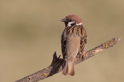 Tree Sparrow.   Spain