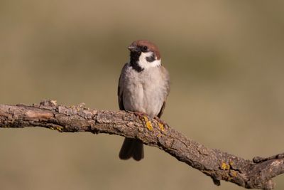 Tree Sparrow.   Spain