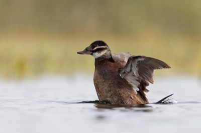 White-headed Duck... Spain