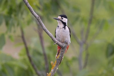 Syrian Woodpecker   Bulgaria