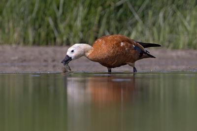 Shellduck,Ruddy