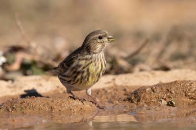 European Serin     Spain