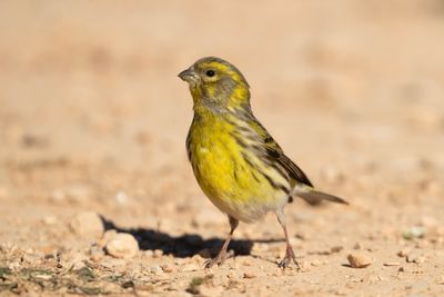 Serin, European