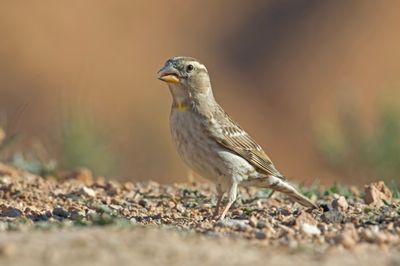Sparrow,Rock