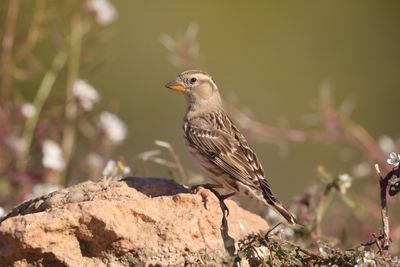 Rock Sparrow   Spain