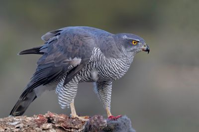 Northern Goshawk.    Spain