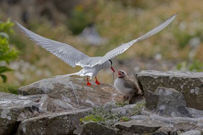 Tern,Arctic 