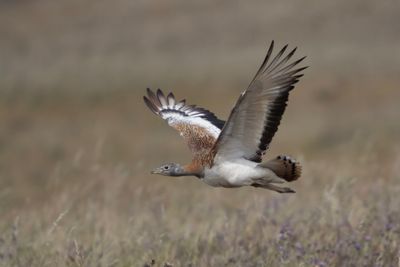 Bustard,Great