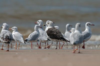 Baltic Gull     Goa 