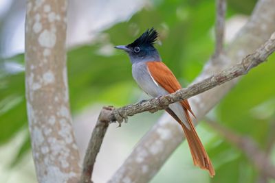 Indian Paradise Flycatcher    Sri Lanka