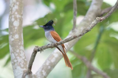 Indian Paradise Flycatcher    Sri Lanka