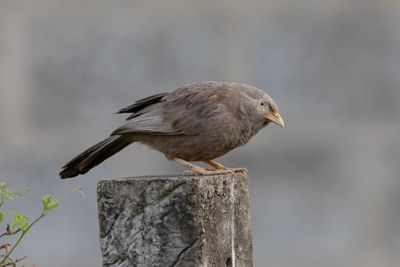 Babbler,Yellow-billed