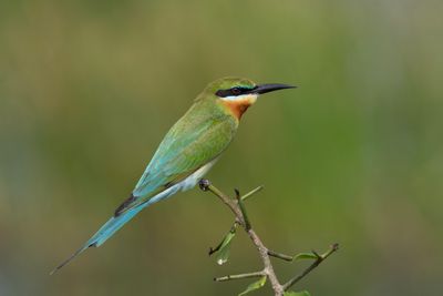 Bee-eater,Blue-tailed