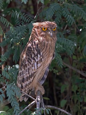 Owl,Brown Fish