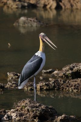 Lesser Adjutant      Sri Lanka