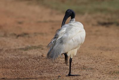 Black-headed Ibis  Sri Lanka