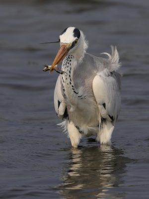 Heron,Grey