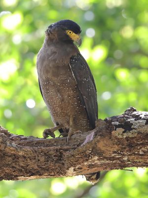Eagle,Crested Serpent 