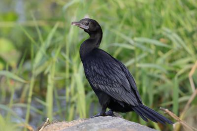 Cormorant, Little