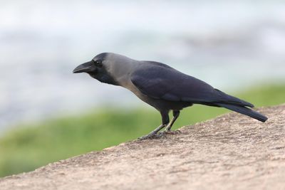 Crow, House