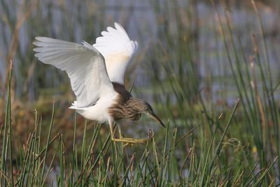 Heron,Indian Pond