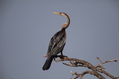 Oriental Darter  Sri Lanka