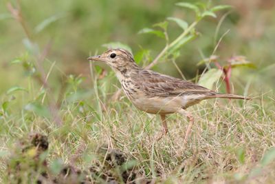 Paddyfield Pipit  Sri Lanka