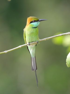 Little Green Bee-eater  Sri Lanka 