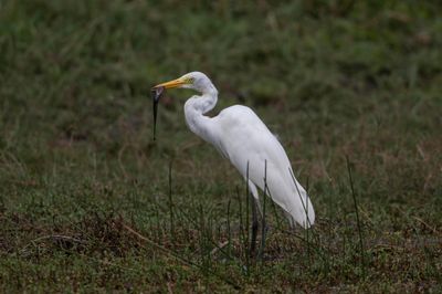Egret,Great
