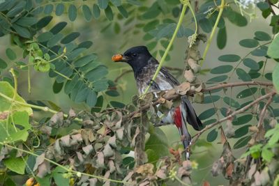 Red-vented Bulbul   Sri Lanka