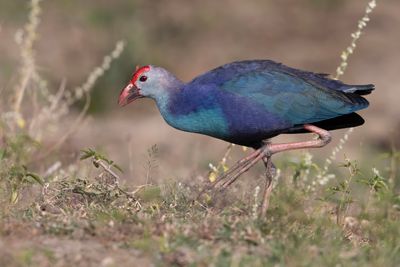 Grey-headed.Swamphen     Sri Lanka