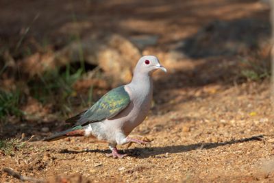 Green Imperial Pigeon  Sri Lanka