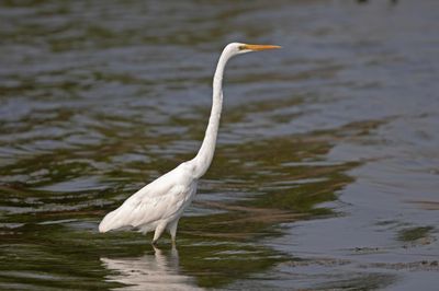 Intermediate Egret  Sri Lanka