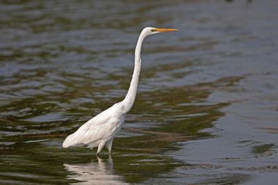 Egret,Intermediate