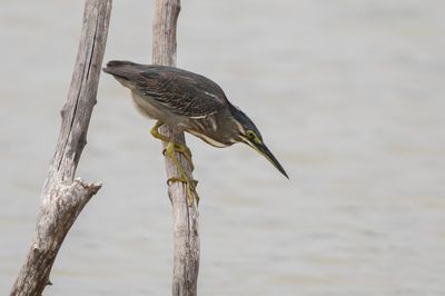 Striated Heron.  Sri Lanka