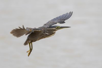 Striated Heron.  Sri Lanka