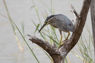 Heron,Striated 