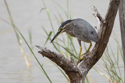 Striated Heron.  Sri Lanka