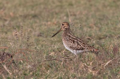 Snipe,Pintail 