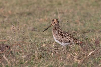 Pintail Snipe    Sri Lanka