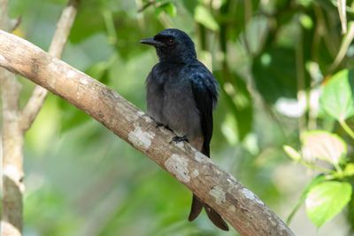 White Bellied Drongo    Sri Lanka 