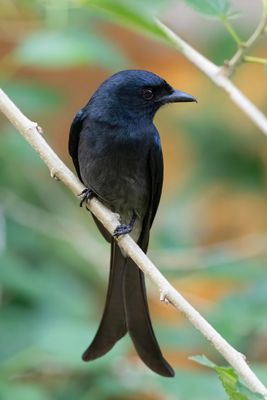 White Bellied Drongo    Sri Lanka 