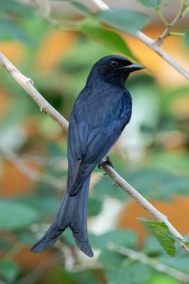 White Bellied Drongo    Sri Lanka 