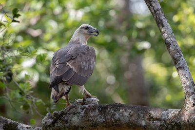 Grey-headed Fish Eagle    Sri Lanka