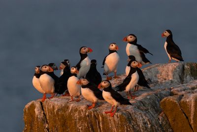 Midsummer Puffins at Sunset